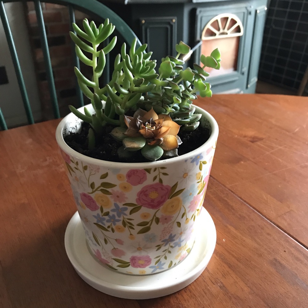 Meet your Posher, Taylor